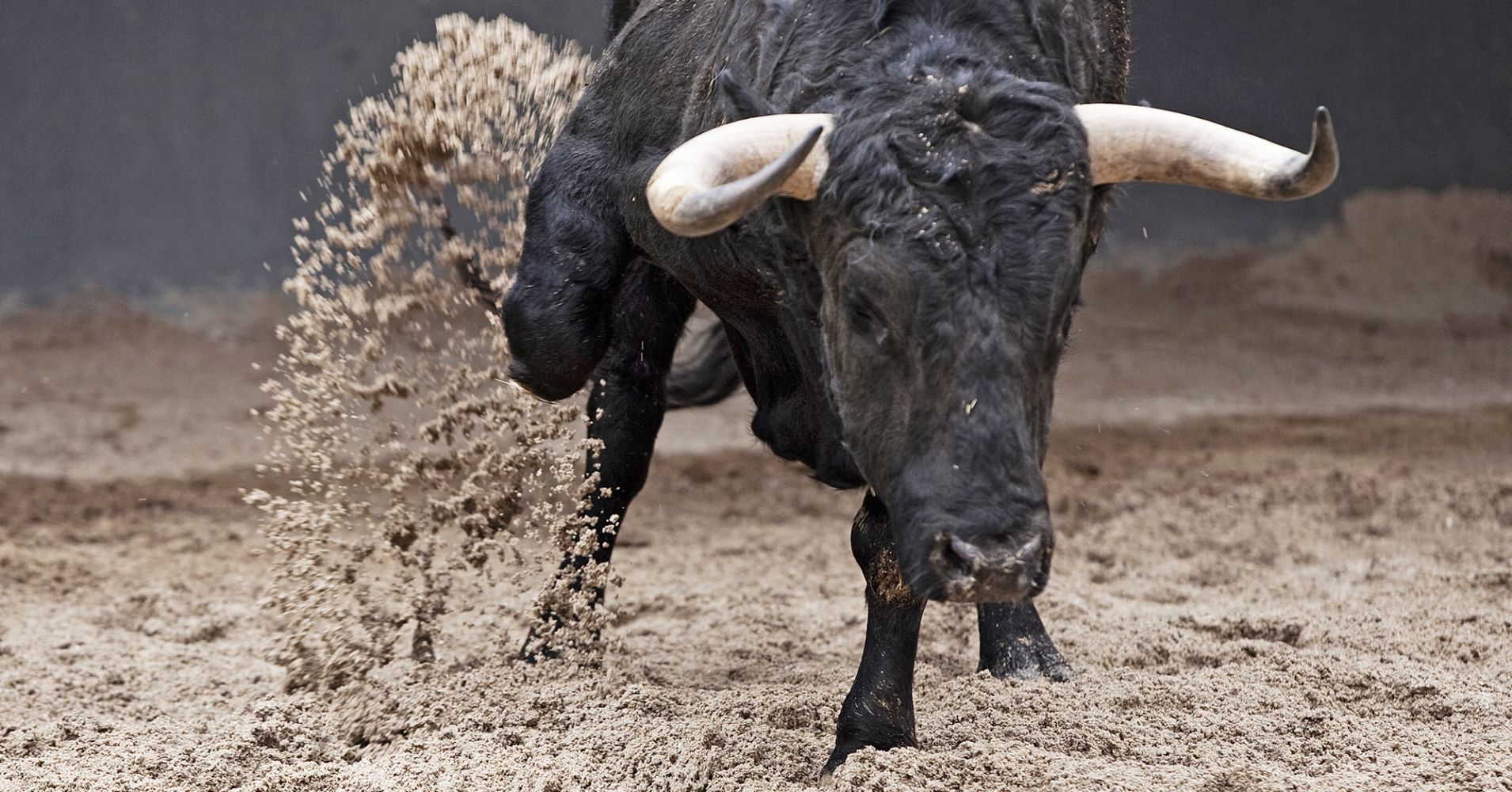 Bull scratching dirt