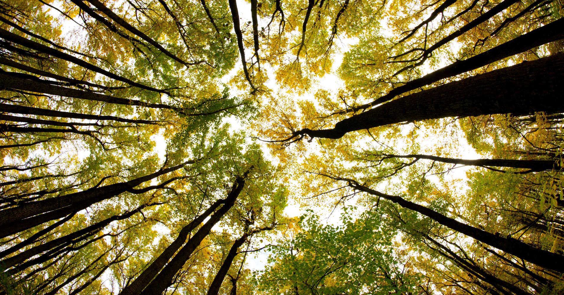 A view through a canopy of trees in full fall color along Skyline drive in Shenandoah National Park in Virginia.