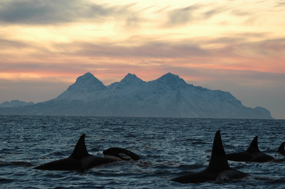  Orca whales near Lofoten islands