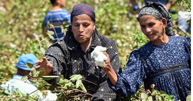 6 معلومات عن الآلية الجديدة لتداول القطن .. تعرف عليها