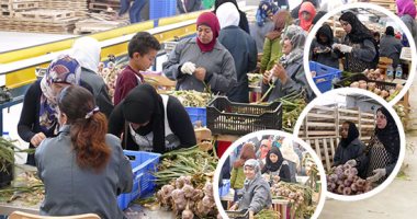 تصديرى الحاصلات الزراعية: نبحث نتائج انخفاض الصادرات لبعض الدول العربية