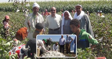 اليوم.. عقد مزاد جديد لشراء الأقطان من مزارعى بنى سويف والفيوم