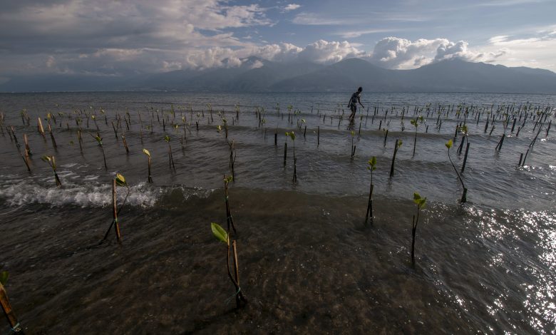 How nature could help save the planet, part three