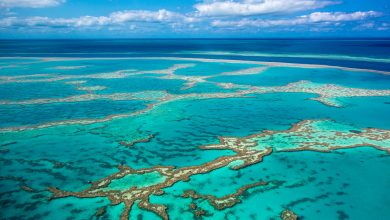 How researchers are trying to save the Great Barrier Reef