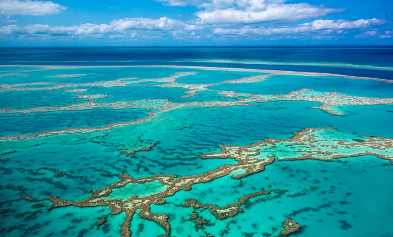 How researchers are trying to save the Great Barrier Reef