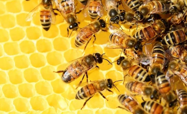 Santos gives up on taking interest in Melbana’s Beehive permit