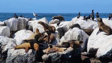 Sea Lion partners remain committed to closing farm-out despite oil price weakness