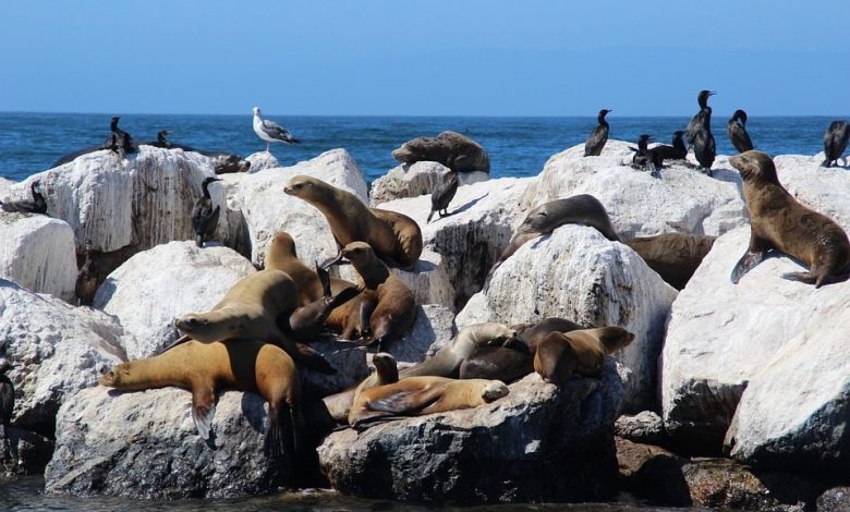 Sea Lion partners remain committed to closing farm-out despite oil price weakness