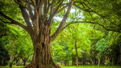 Urban forests and the transformation of cities, part two