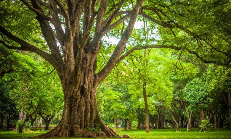 Urban forests and the transformation of cities, part two