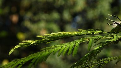 An Indian organization wants to grow urban forests