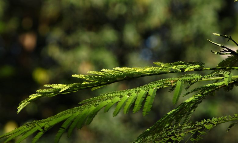 An Indian organization wants to grow urban forests