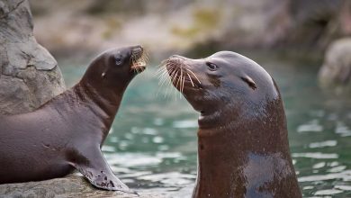 Israeli player still up for Sea Lion farm-in