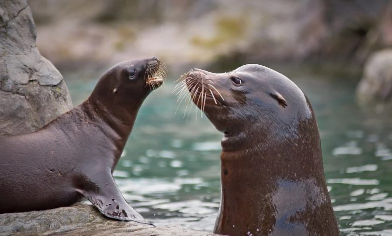 Israeli player still up for Sea Lion farm-in