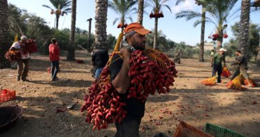 مفاوضات لإنشاء مصنع خشب "إم دى إف" باستثمارات مليار جنيه بالوادي الجديد