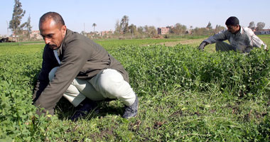 118 مليون دولار صادرات مصر من السلع الزراعية فى يوليو الماضى